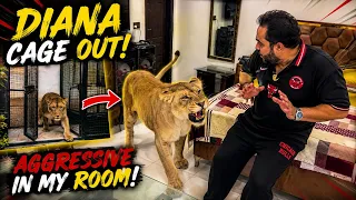 Diana ko simba say milwa kar wapis kia😱Diana aggressive ho gai😳Attack😰(mian saqib)