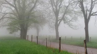 سورة البقرة بصوت القارئ الناجي بلال 