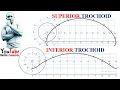 TD - Superior Trochoid and Inferior Trochoid derickfrederickTD