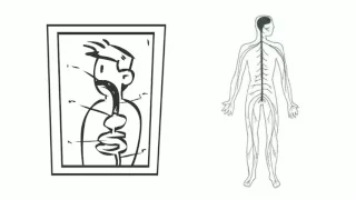 animatedNUMO