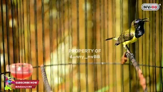 sogon subaru gacor dan juara full nembak pedas buka paruh ngeleper cocok buat masteran