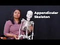 Appendicular Skeleton Human Skeleton System