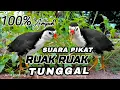 Download Lagu SUARA BURUNG RUAK RUAK TUNGGAL AMPUH SEKALI BUNYI LANGSUNG DATANG