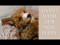 Our Cavapoo Puppy s First Day at Home
