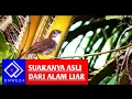 Download Lagu SUARA PIKAT BURUNG PELANDUK SEMAK DADA PUTIH Gacor di alam liar