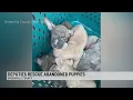 Greenville Co deputies rescue abandoned puppies