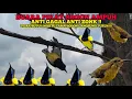 Download Lagu SUARA PIKAT BURUNG SOGON AMPUH || PIKAT BURCIL AUTO TURUN !!