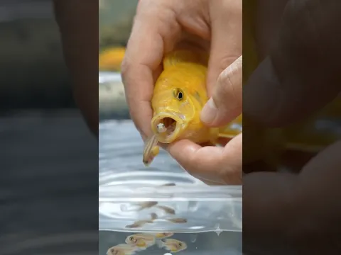 Unbelievable Fish Birth! 🐟😱 #fish