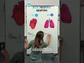 Beta 1 vs Beta 2 Receptors