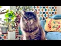 Download Lagu A meow. A fly. A sneeze. A yawn.