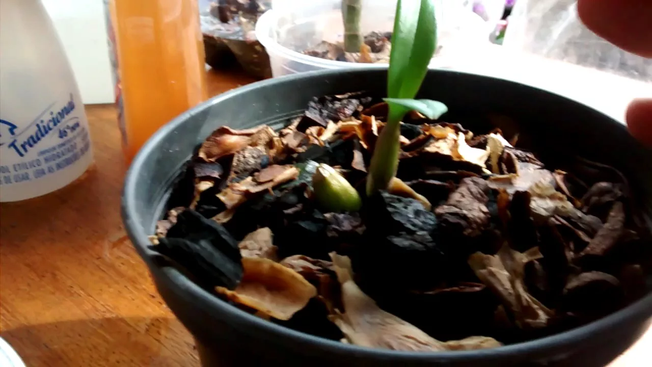 UTI DE ORQUÍDEAS COM TERESINHA KUNZ