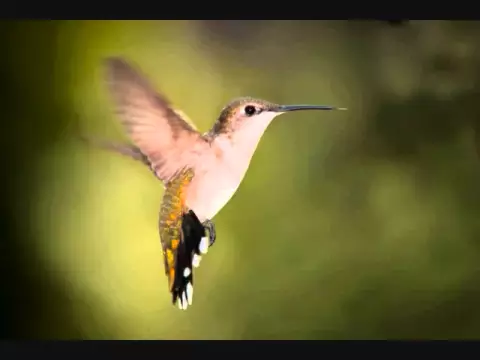 Download MP3 Vôo do Beija Flor - Elisa Cristal (https://tinyurl.com/y642fjr8)