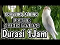 Download Lagu Durasi 1 jam lovebird Albino Fighter Ngekek Panjang buat masteran lovebird Malas Bunyi