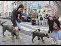 Download Lagu Brussels Day 1 // Manneken Zinneke Jeanneke Pis // Grand Place // St.Michael and St.Gudula Cathedral