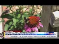 Download Lagu National pollinators week: Highlighting the tiny heroes behind our ecosystem