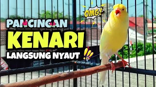 pancingan suara burung kenari gacor ampuh rangsang kenari cepat bunyi