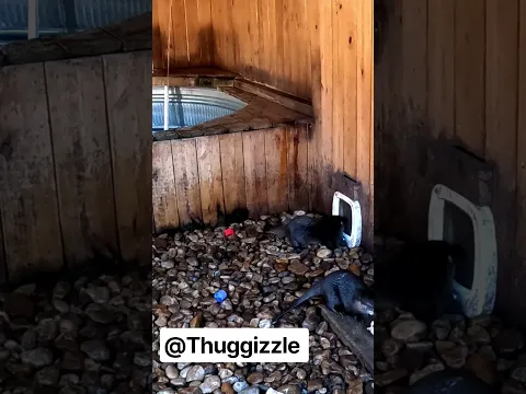 Thuggizzle Spends Time With Some Otters #adventure