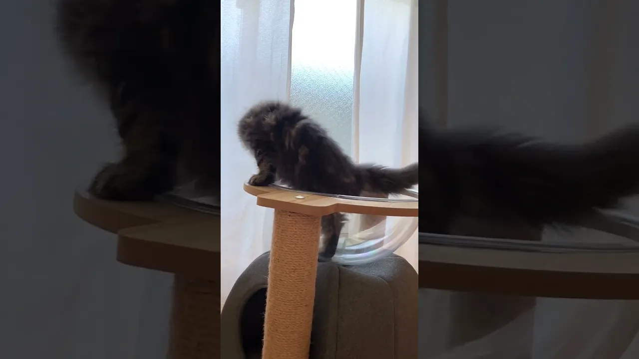 動画