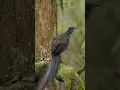 The Stunning Beauty of Albert's Lyrebird – Nature’s Hidden Gem