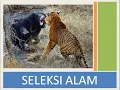 Download Lagu Seleksi Alam  video  9
