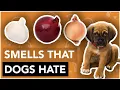 10 Smells That Dogs Hate