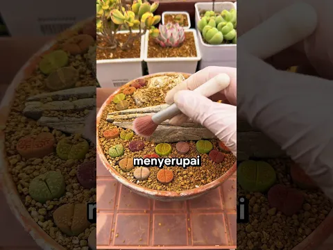 Sekilas, Benda ini Terlihat Seperti Kerikil jika Orang tidak Mengenalnya!? #shorts