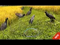 Download Lagu Incredible WaterCock Bird Trap, Made with Simple Tools | You Won’t Believe How Easy It Is #watercock