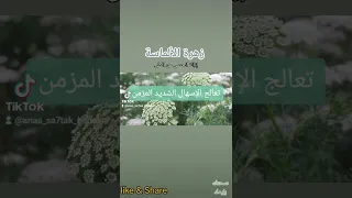 زهرة الألماسة 