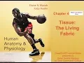 Anatomy and Physiology Ch 4 Notes Part 1 Epithelial Tissues