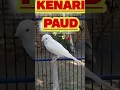 KENARI PUTIH PAUD KRIWIKAN || Spek Kicau \u0026 Anggungan