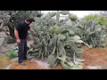 Download Lagu Pruning Orange Fleshed Prickly Pear (Opuntia) - Exotic Fruit Plant Trimming Care