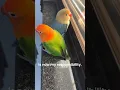 Download Lagu Lovebirds on the house💘🐥 #birds #pets #love #nature #animals