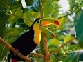 Download Lagu Best Relaxing Jungle Sounds Tropical Amazon Rainforest With Distant Thunder  3 Hours Long ! Chillout