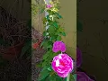 Download Lagu Admiring my beautiful roses #propagatingroses