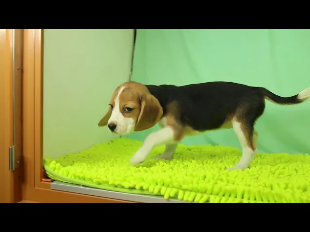 動画