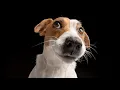 Do Jack Russell Terriers Shed