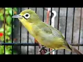 Download Lagu Kicauan Burung Pleci Lombok | Kecial Kuning