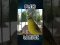 Download Lagu PLECI LOMBOK GACOR #shorts