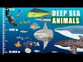 Deep Sea Animals and Where They Thrives