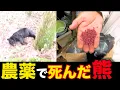 Download Lagu [Full version] Bears that ate pesticides: \