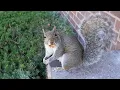 Squirrel does the cutest dance when she gets a nut