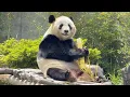 Lagu Schattige Panda's Eten! Welkom bij de Droom Panda Reis in Japan🐼
