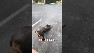 .. #fyp #dream #youtube #pets #doberman