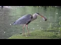 Lagu Grey Heron swallows Brown Rat still kicking - hogganfield 1.7.20 (part 1 of 2)