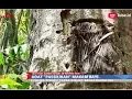 Download Lagu Hiiii! Melihat 'Passiliran', Batang Pohon yang Jadi Makam Bayi di Toraja - BIP 28/11