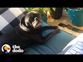 Rescue Pug Helps His Veteran Mom Go Back To College The Dodo