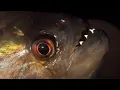 Vicious Piranha Moments BBC Earth