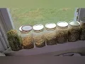 How to Sprout Lentils for Chicken Feed