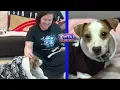 Two weeks after taken in by Centre County animal shelter pups ready for next step WTAJ