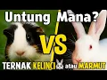 Lagu LEBIH UNTUNG TERNAK KELINCI ATAU MARMUT? INILAH 4 PERBANDINGAN UTAMA | JARANG PEMULA KETAHUI!